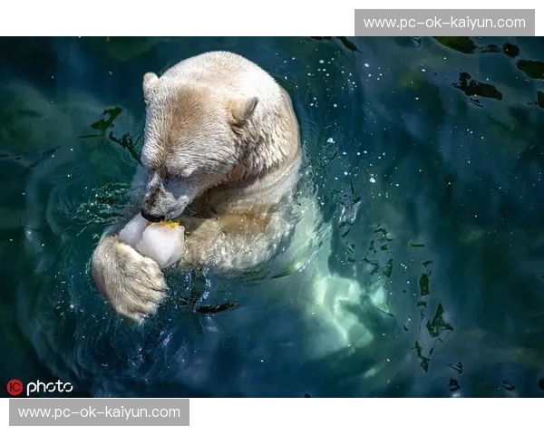 冰与火的碰撞:当俄罗斯“北极熊”遇上黑山“骁勇猎鹰”,谁才是东欧真正的王者? 冰与火的碰撞:当俄罗斯“北极熊”遇上黑山“骁勇猎鹰”,谁才是东欧真正的王者?